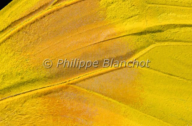 aile phoebis philea.JPG - Gros plan, aile de Phoebis phileaOrange barred Sulphur wingLepidoptera, PieridaeMexique